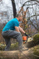 Wall Mural - Forestry worker - lumberjack works with chainsaw. He cuts a big tree in forest.