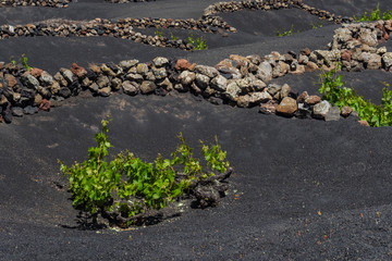 Wall Mural - canary islands lanzarote agriculture wine scene