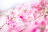 Fototapeta Kwiaty - 枝垂れ桜