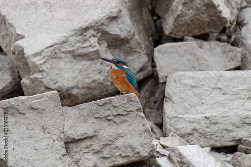 Fotografie, Obraz Common Kingfisher ( Alcedo atthis ) sitting on a rock
