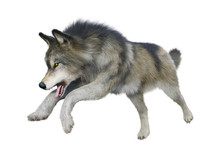 3D Rendering Gray Wolf On White