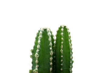 Isolate beauty Cactus on white background