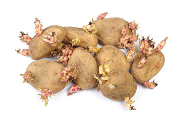 Wall Mural - Sprouted potatoes isolated