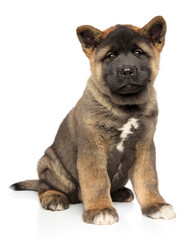 Canvas Print - Portrait of young American Akita puppy