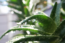 Water Drops On Aloe Vera Plant High Quality Stock Photo