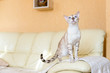 © sergo321 - white Bengal cat sitting on the sofa in the house.