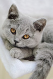 Fototapeta Tulipany - jeune chaton race british shorthair yeux jaune orange 