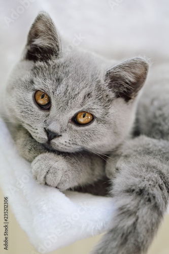 Jeune Chaton Race British Shorthair Yeux Jaune Orange Photo Stock Adobe Stock