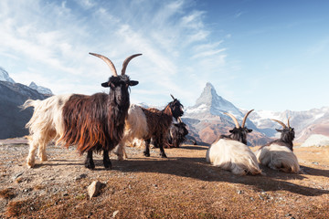 Wall Mural - picturesque view of matterhorn cervino peak, dirt road and stellisee lake in swiss alps. zermatt res
