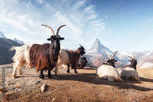 Foto  Picturesque view of Matterhorn Cervino peak, dirt road and Stellisee lake in Swiss Alps