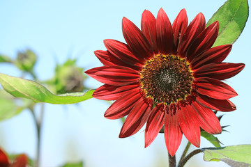 Wall Mural - closed up blooming deep red sunflower against sunny blue sky