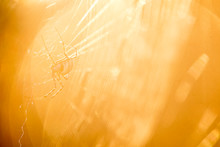 South Africa, Spider On Web, Sun Light