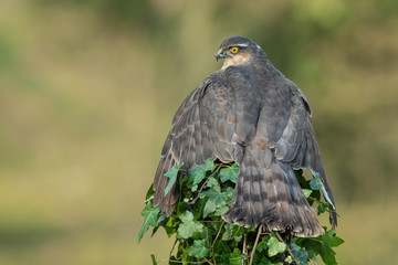 Poster - A female sparrowhawk perched on the top of an ivy covered post, spreads her wings to protect her prey taken from behind showing her wings