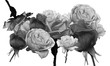 Monochrome collage of roses with line art by jziprian