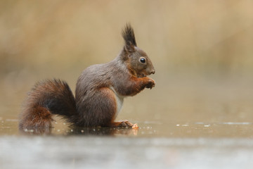 Wall Mural - red squirrel in the forest on a winter day