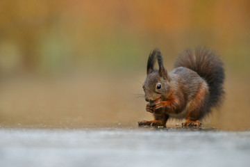 Wall Mural - red squirrel in the forest on a winter day