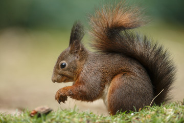 Wall Mural - red squirrel in the forest on a winter day