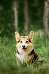 Wall Mural - portrait smiling happy Welsh corgi dog. green park and tree on background