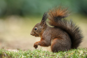Wall Mural - red squirrel in the forest on a winter day
