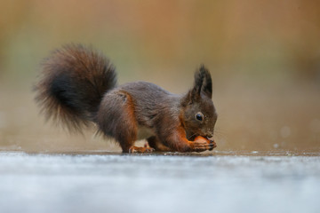 Wall Mural - red squirrel in the forest on a winter day