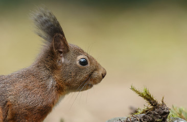 Wall Mural - red squirrel in the forest on a winter day