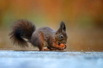 Wall Mural - red squirrel in the forest on a winter day