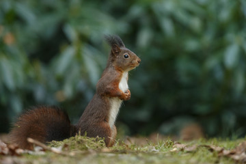 Wall Mural - red squirrel in the forest on a winter day