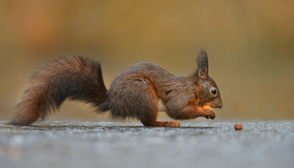 Wall Mural - red squirrel in the forest on a winter day
