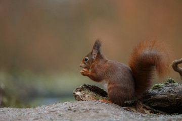 Wall Mural - red squirrel in the forest on a winter day