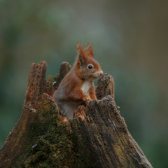 Wall Mural - red squirrel in the forest on a winter day