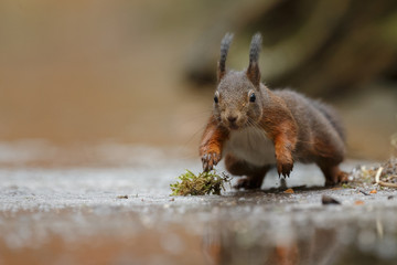 Wall Mural - red squirrel in the forest on a winter day