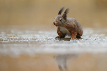 Wall Mural - red squirrel in the forest on a winter day