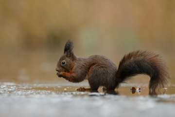 Wall Mural - Red Squirrel in the forest on a winter day