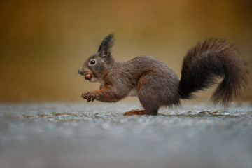 Wall Mural - Red Squirrel in the forest on a winter day