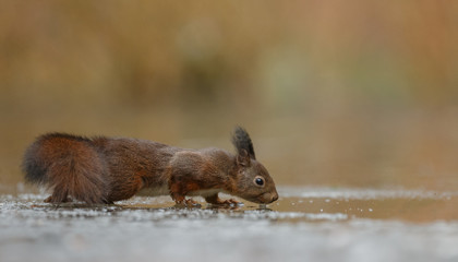 Wall Mural - red squirrel in the forest on a winter day