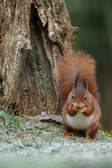 Wall Mural - red squirrel in the forest on a winter day