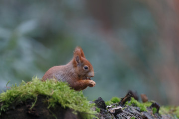Wall Mural - red squirrel in the forest on a winter day
