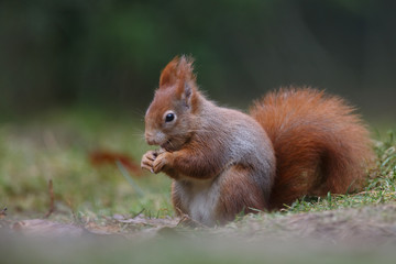 Wall Mural - red squirrel in the forest on a winter day