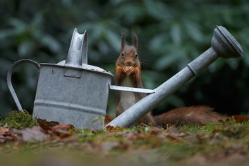Wall Mural - red squirrel in the forest on a winter day