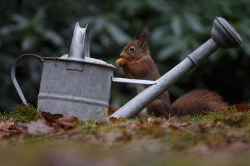 Wall Mural - red squirrel in the forest on a winter day