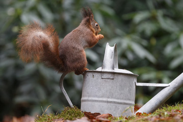 Wall Mural - red squirrel in the forest on a winter day
