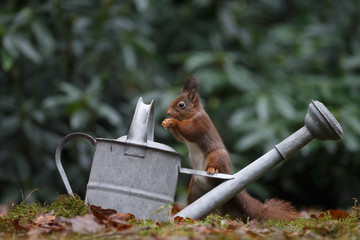 Wall Mural - red squirrel in the forest on a winter day