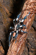männliche Zwergvogelspinne (Cyriocosmus ritae) Dwarf tarantula