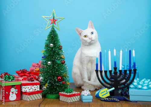 Fotografie, Obraz Adorable white kitten with heterochromia (odd eyes) sitting between a Christmas tree and a Hanukkah Menorah, head tilted