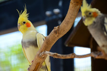 MIAMI, FL, USA - APRIL 29, 2018: Beautiful Parrot In Miami Zoo, Florida