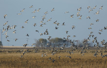 A Flock Of Curlew (Numenius Arquata) In Flight.