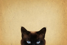 Blue Cat Eyes Peeking And Vintage Style Background With Copy Space                           