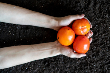 Wall Mural - close up hand holding persimmon fruits above the soil ground  f