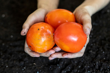 Wall Mural - close up hand holding persimmon fruits above the soil ground  f