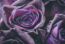 Macro Photography Of Purple Roses With Raindrops On Them. Fantasy And Magic Concept. Selective Focus.